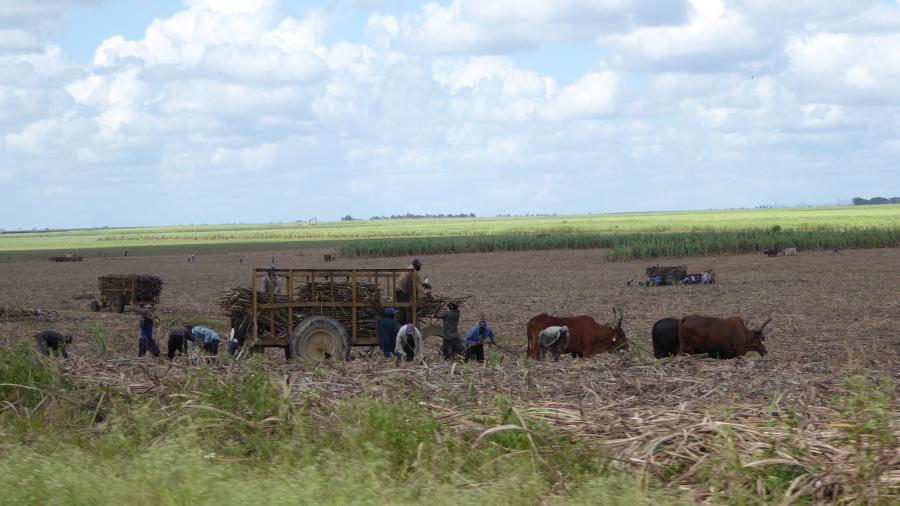 איסוף קני סוכר
