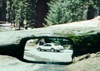 Sequoia park