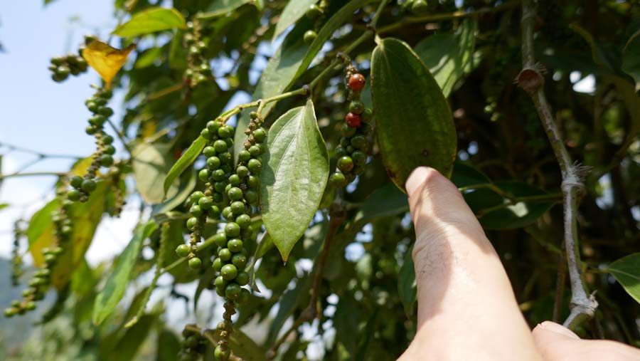 שתיל של פלפל שחור עם גרגירי פלפל באי פוקוק