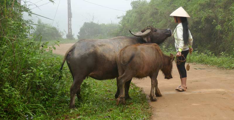 A local woman with bulls