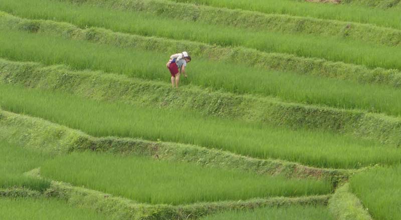 A woman carrying a baby working in a rice field