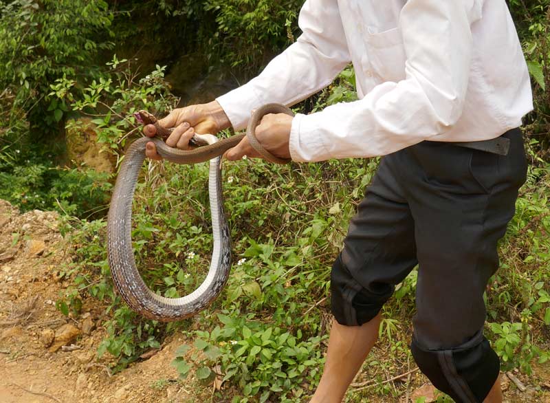 Local capturing a snake