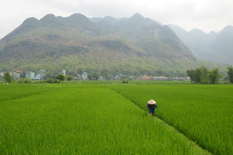 Rice fields in the mountainous area